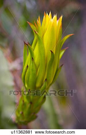 Dragon fruit plant View Large Photo Image Stock Image - Dragon fruit plant. Fotosearch
