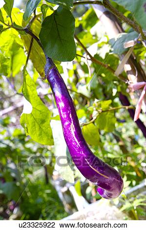 Eggplant on plant View Large Photo Image Stock Image - Eggplant on plant. Fotosearch
