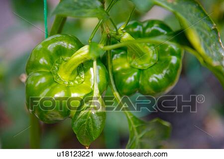 Green bell peppers on plant, close-up View Large Photo Image Stock Image - Green bell peppers on plant, close-up. Fotosearch