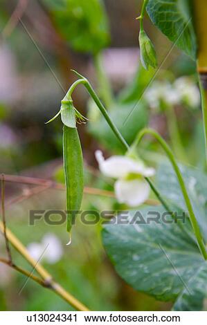Green pea plant View Large Photo Image Stock Image - Green pea plant. Fotosearch
