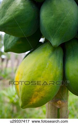 Stock Photo - Papayas on tree, close-up. Fotosearch