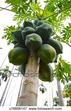 Stock Photo - Papayas on tree. Fotosearch