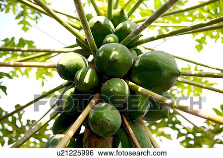 Stock Photograph - Papayas on tree. Fotosearch