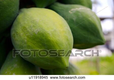 Stock Photography - Papayas on tree. Fotosearch