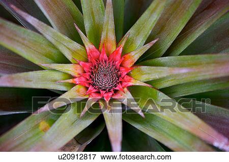 Stock Photo - Pineapple, focus on leaf. Fotosearch