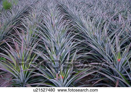 Pineapple plantation, close-up View Large Photo Image Stock Image - Pineapple plantation, close-up. Fotosearch