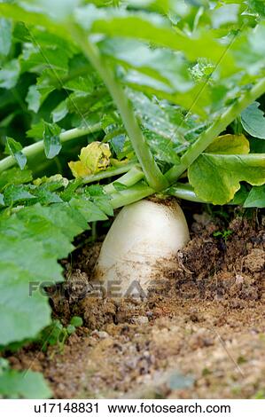 Stock Image - Radish in soil. Fotosearch