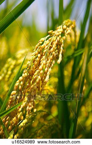 Rice paddy, close-up View Large Photo Image Stock Photo - Rice paddy, close-up. Fotosearch