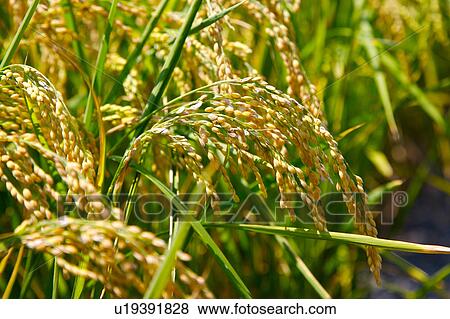 Rice paddy, close-up View Large Photo Image Stock Photo - Rice paddy, close-up. Fotosearch