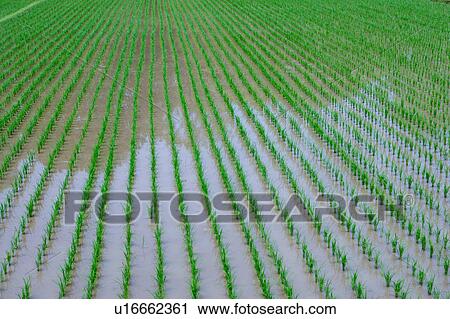 Rice paddy View Large Photo Image Stock Image - Rice paddy. Fotosearch