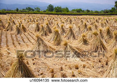 Stock Photography - Rice paddy. Fotosearch