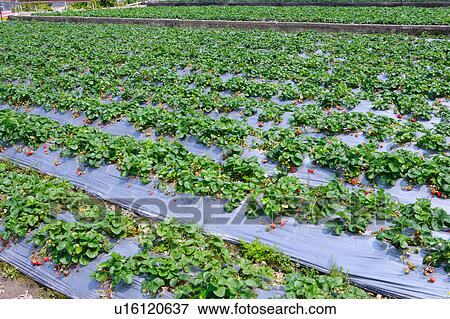 Strawberry field View Large Photo Image Stock Photo - Strawberry field. Fotosearch