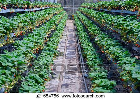Stock Photograph - Strawberry field. Fotosearch
