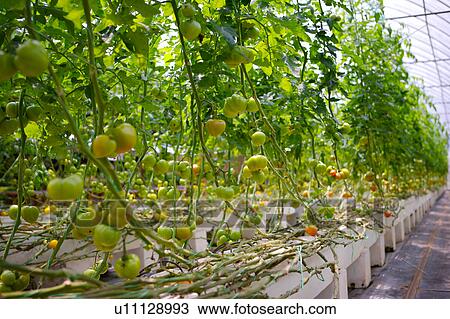 Tomato field View Large Photo Image Stock Image - Tomato field. Fotosearch