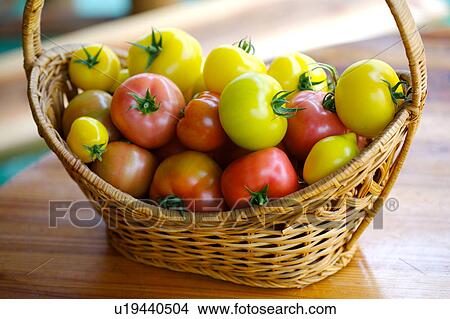 Tomatoes on vine View Large Photo Image Picture - Tomatoes on vine. Fotosearch