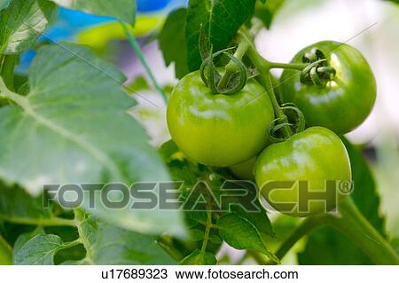 Tomatoes on vine View Large Photo Image Stock Image - Tomatoes on vine. Fotosearch