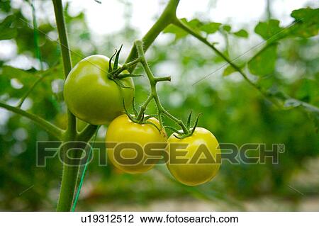 Tomatoes on vine View Large Photo Image Stock Image - Tomatoes on vine. Fotosearch