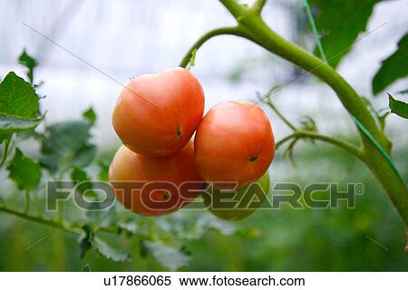 Tomatoes on vine View Large Photo Image Stock Photography - Tomatoes on vine. Fotosearch