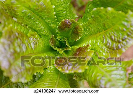 Stock Photo - Vegetable, close-up. Fotosearch