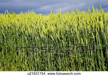 Wheat field View Large Photo Image Picture - Wheat field. Fotosearch