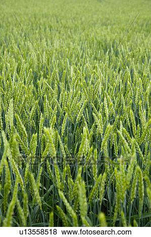 Stock Photo - Wheat field. Fotosearch