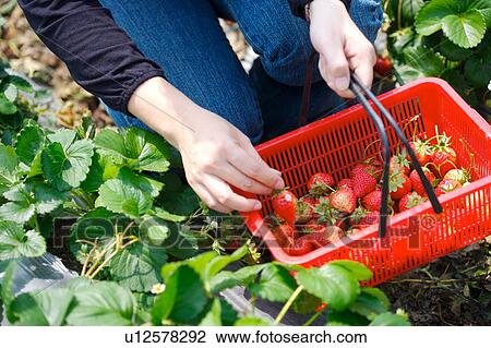 Stock Image - Woman crouching in field picking strawberries. Fotosearch