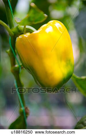 Yellow bell pepper on plant, close-up View Large Photo Image Stock Image - Yellow bell pepper on plant, close-up. Fotosearch