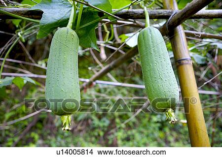 Zucchini squash plant View Large Photo Image Picture - Zucchini squash plant. Fotosearch