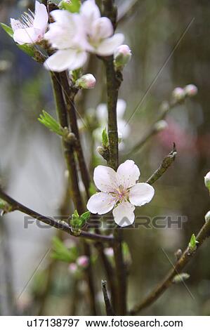 Stock Photo - Apricot flowers on branch. Fotosearch