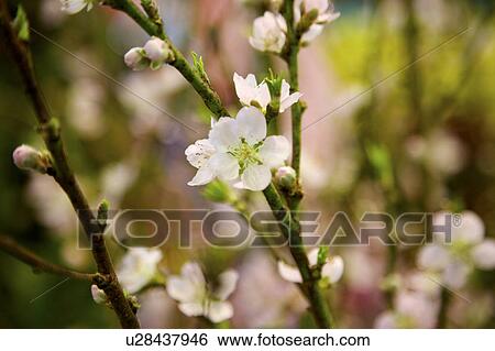 Apricot flowers on branch View Large Photo Image Stock Photograph - Apricot flowers on branch. Fotosearch