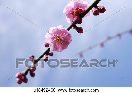 Stock Image - Cherry blossoms on branch. Fotosearch