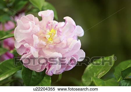 Close-up of camellia flower View Large Photo Image Stock Photography - Close-up of camellia flower. Fotosearch