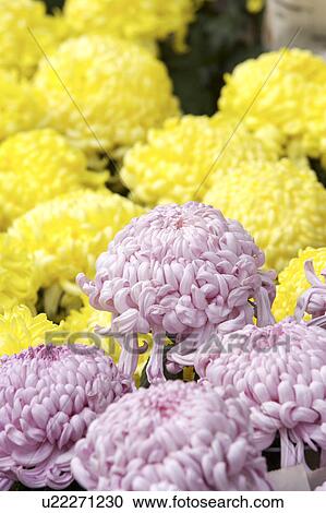 Close-up of cineraria View Large Photo Image Stock Image - Close-up of cineraria. Fotosearch
