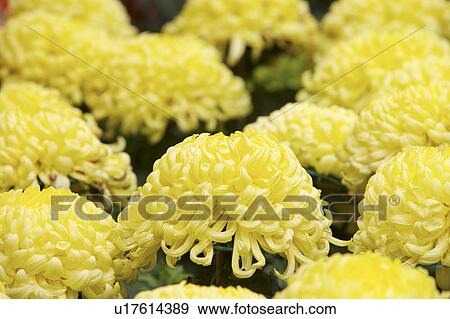 Stock Photo - Close-up of cineraria. Fotosearch