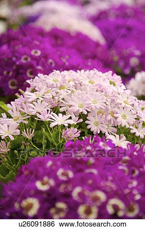 Close-up of cineraria View Large Photo Image Stock Photograph - Close-up of cineraria. Fotosearch