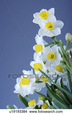 Close-up of daffodil flower View Large Photo Image Picture - Close-up of daffodil flower. Fotosearch