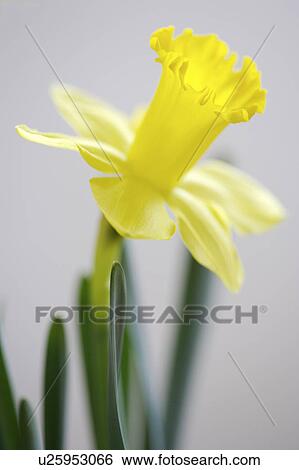 Stock Photograph - Close-up of daffodil flower. Fotosearch