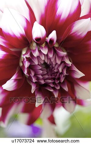 Close-up of dahlia View Large Photo Image Picture - Close-up of dahlia. Fotosearch