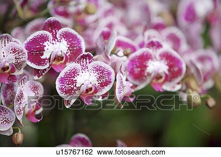 Close-up of moth orchid View Large Photo Image Stock Image - Close-up of moth orchid. Fotosearch