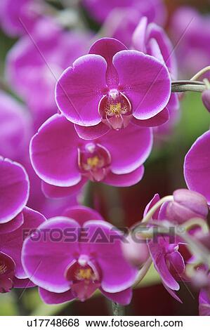 Close-up of moth orchid View Large Photo Image Stock Photo - Close-up of moth orchid. Fotosearch