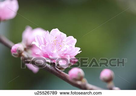Stock Photo - Close-up of peach blossom. Fotosearch