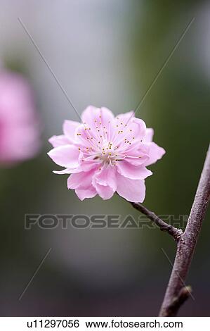 Close-up of peach blossom View Large Photo Image Stock Photograph - Close-up of peach blossom. Fotosearch