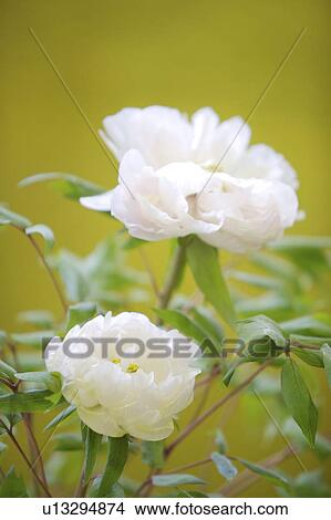 Close-up of peony flower View Large Photo Image Picture - Close-up of peony flower. Fotosearch