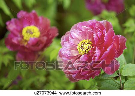 Close-up of peony flower View Large Photo Image Picture - Close-up of peony flower. Fotosearch