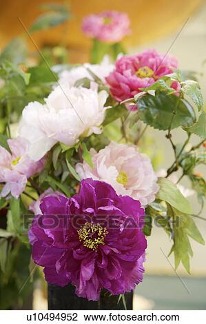 Stock Image - Close-up of peony flower. Fotosearch