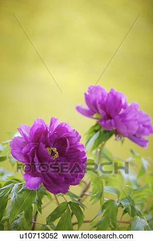 Stock Image - Close-up of peony flower. Fotosearch