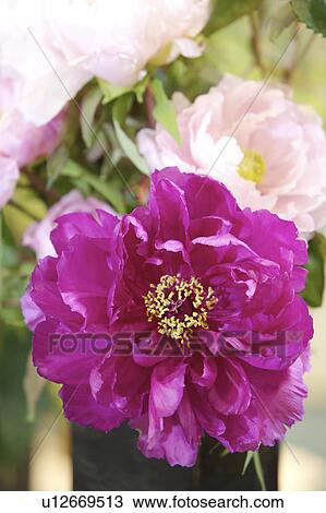 Close-up of peony flower View Large Photo Image Stock Image - Close-up of peony flower. Fotosearch