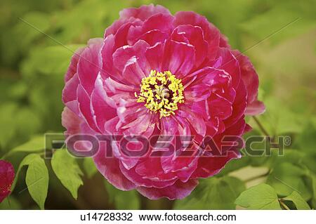 Stock Image - Close-up of peony flower. Fotosearch