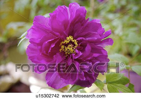 Close-up of peony flower View Large Photo Image Stock Image - Close-up of peony flower. Fotosearch