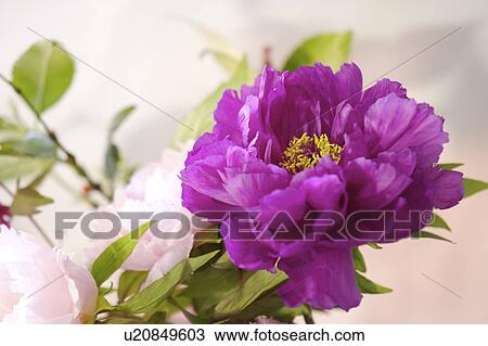 Close-up of peony flower View Large Photo Image Stock Image - Close-up of peony flower. Fotosearch